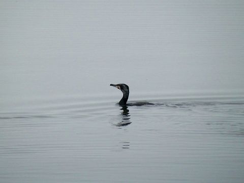 Great cormorant in the water Preparing to dive
http://www.jungledragon.com/image/28230/great_cormorant_diving.html
http://www.jungledragon.com/image/28231/great_cormorant_splash.html Geotagged,Great Cormorant,Greece,Lake Kerkini,Phalacrocorax carbo,Spring