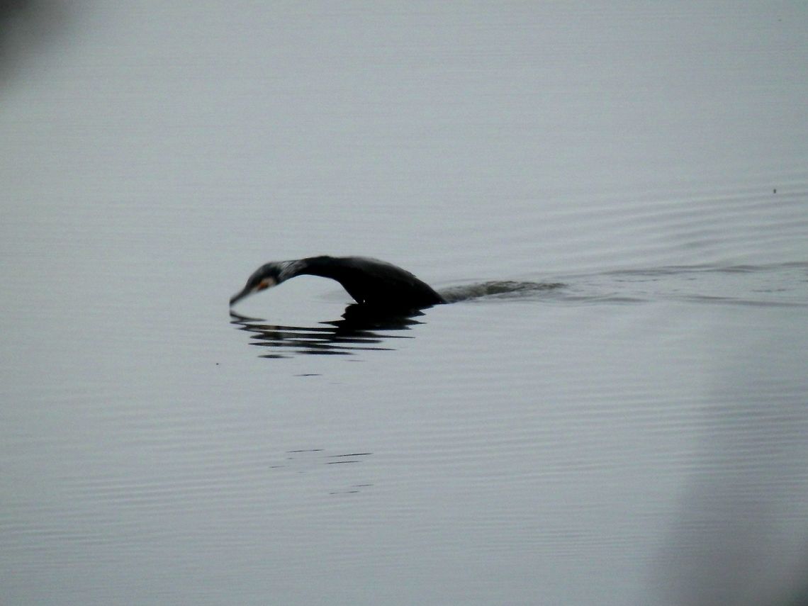 Great cormorant diving  Geotagged,Great Cormorant,Greece,Lake Kerkini,Phalacrocorax carbo,Spring
