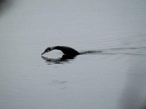 Great cormorant diving  Geotagged,Great Cormorant,Greece,Lake Kerkini,Phalacrocorax carbo,Spring