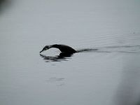 Great cormorant diving  Geotagged,Great Cormorant,Greece,Lake Kerkini,Phalacrocorax carbo,Spring