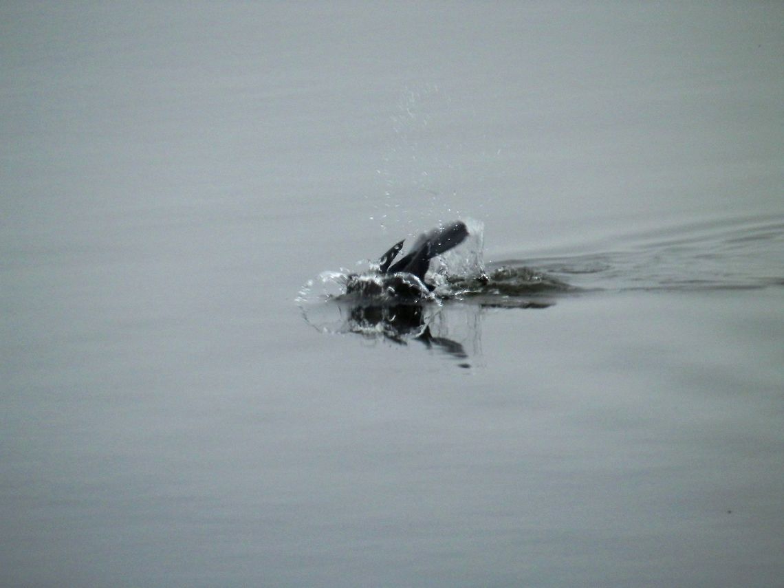 Great cormorant splash  Geotagged,Great Cormorant,Greece,Lake Kerkini,Phalacrocorax carbo,Spring