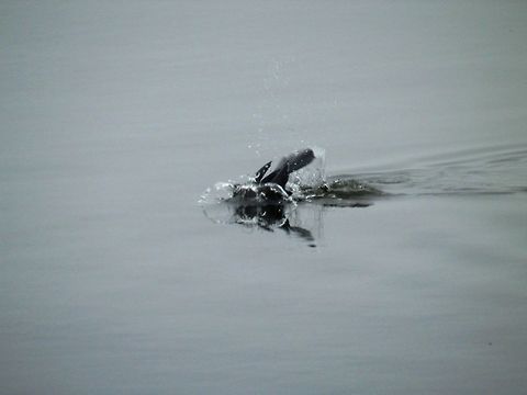Great cormorant splash  Geotagged,Great Cormorant,Greece,Lake Kerkini,Phalacrocorax carbo,Spring