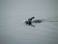 Great cormorant splash  Geotagged,Great Cormorant,Greece,Lake Kerkini,Phalacrocorax carbo,Spring