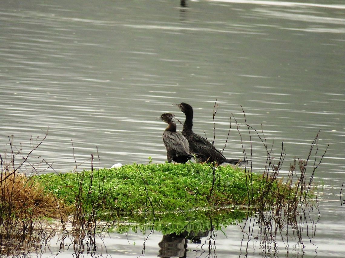 Pygmy cormorants  Geotagged,Greece,Lake Kerkini,Microcarbo pygmeus,Pygmy cormorant,Spring