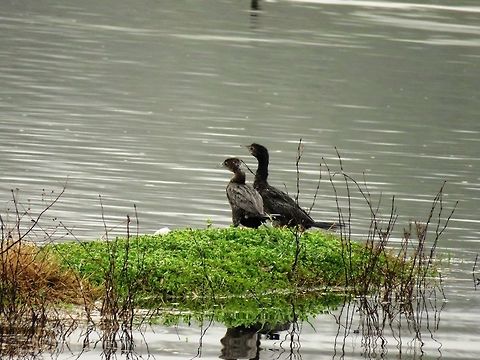 Pygmy cormorants  Geotagged,Greece,Lake Kerkini,Microcarbo pygmeus,Pygmy cormorant,Spring