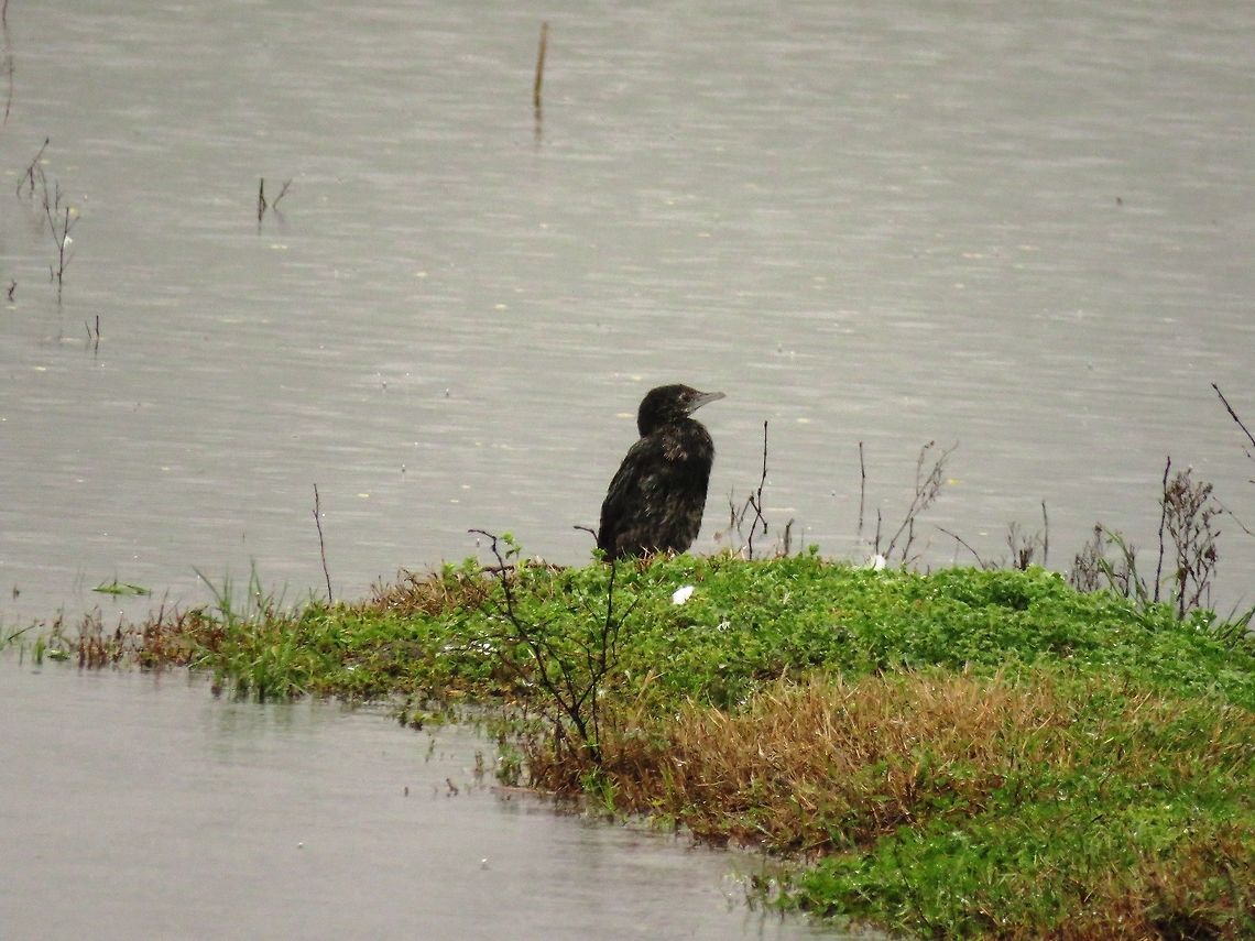 Pygmy cormorant  Geotagged,Greece,Lake Kerkini,Microcarbo pygmeus,Pygmy cormorant,Spring