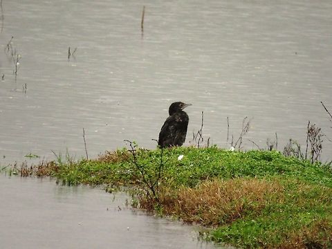 Pygmy cormorant  Geotagged,Greece,Lake Kerkini,Microcarbo pygmeus,Pygmy cormorant,Spring