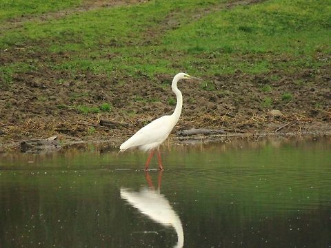Great egret  Ardea alba,Geotagged,Great egret,Greece,Lake Kerkini,Spring
