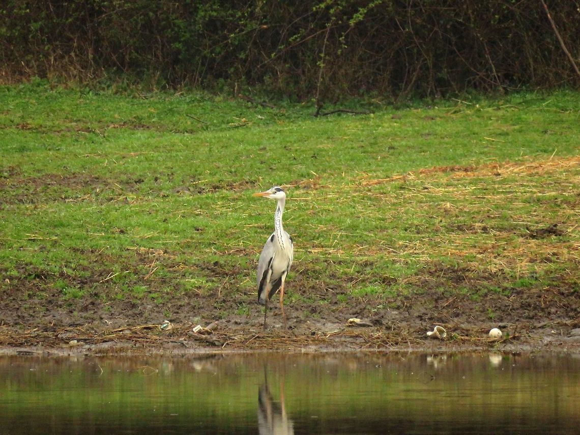 Grey heron  Ardea cinerea,Geotagged,Greece,Grey Heron,Lake Kerkini,Spring