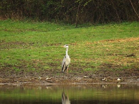 Grey heron  Ardea cinerea,Geotagged,Greece,Grey Heron,Lake Kerkini,Spring