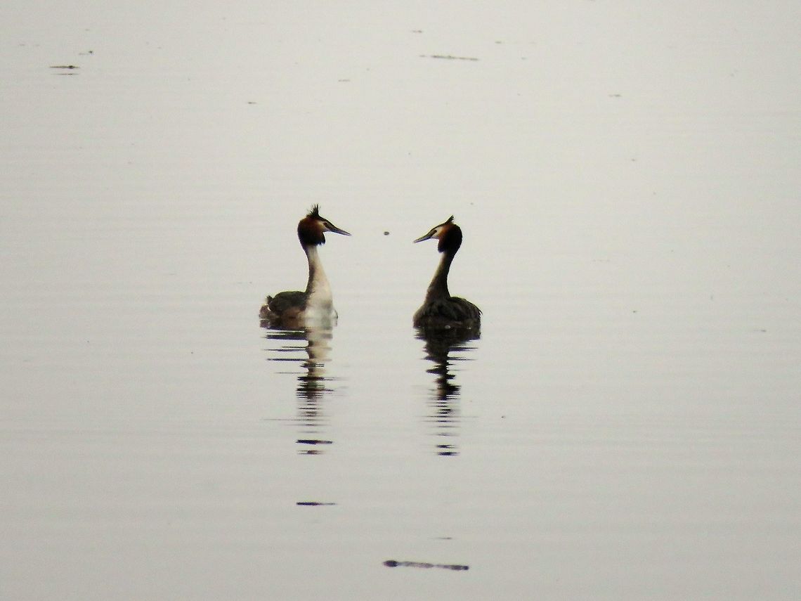 Great crested grebe courtship display  Geotagged,Great Crested Grebe,Greece,Lake Kerkini,Podiceps cristatus,Spring