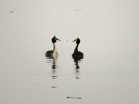 Great crested grebe courtship display  Geotagged,Great Crested Grebe,Greece,Lake Kerkini,Podiceps cristatus,Spring