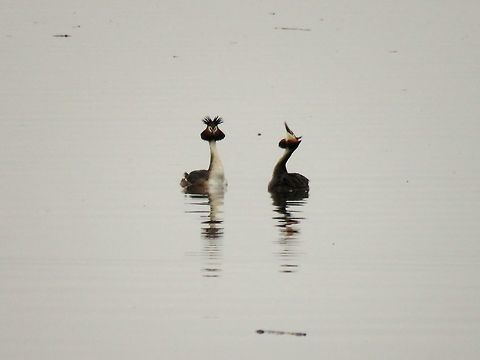 Great crested grebe courtship display  Geotagged,Great Crested Grebe,Greece,Lake Kerkini,Podiceps cristatus,Spring