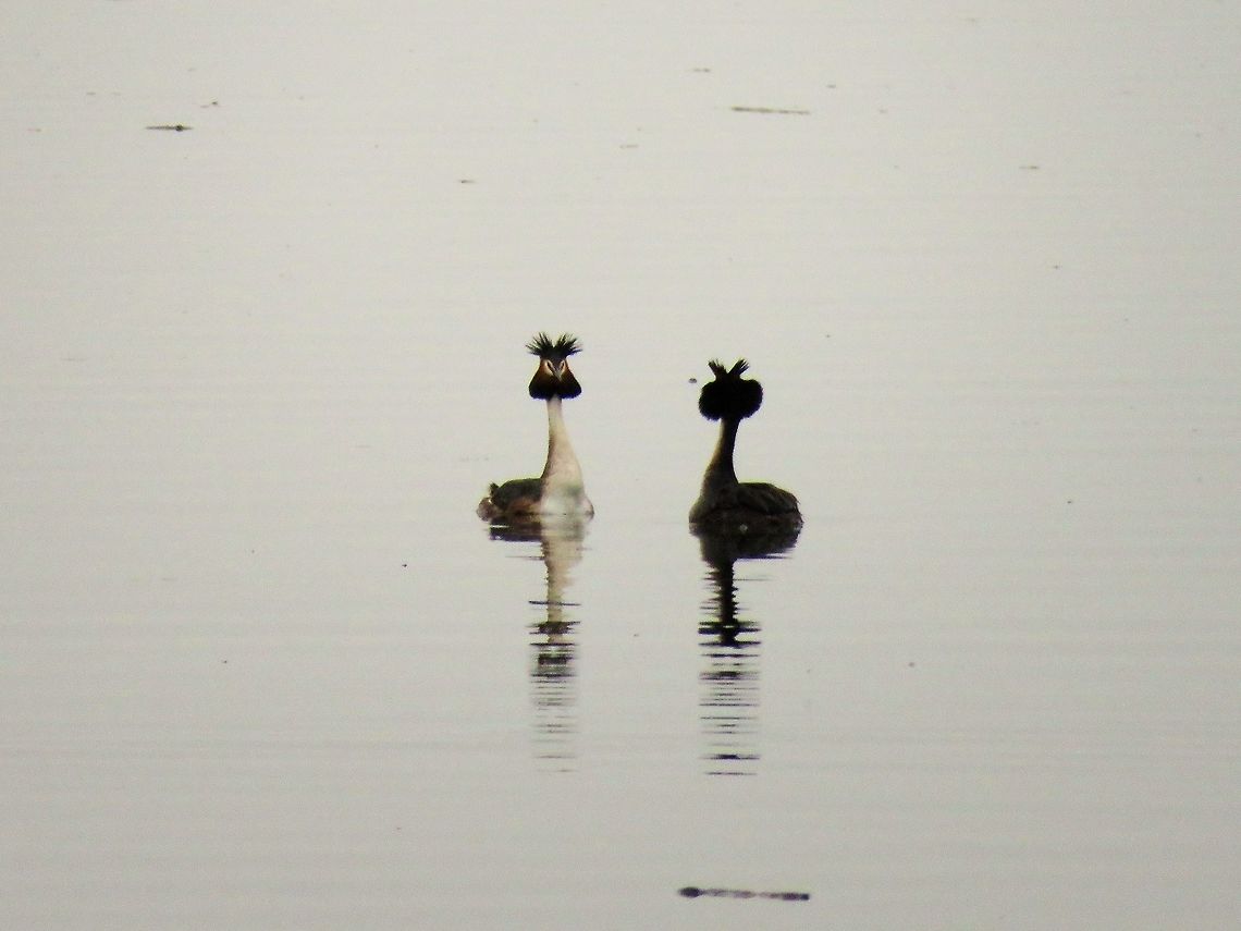 Great crested grebe courtship display  Geotagged,Great Crested Grebe,Greece,Lake Kerkini,Podiceps cristatus,Spring