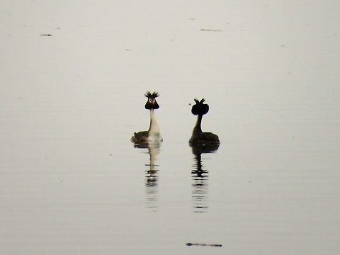 Great crested grebe courtship display  Geotagged,Great Crested Grebe,Greece,Lake Kerkini,Podiceps cristatus,Spring