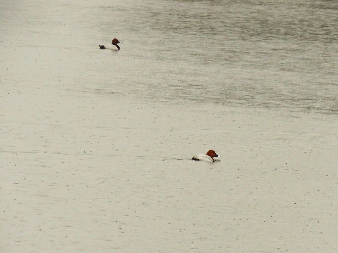 Common pochards You can see the pouring rain in the water. Aythya ferina,Common Pochard,Geotagged,Greece,Lake Kerkini,Spring