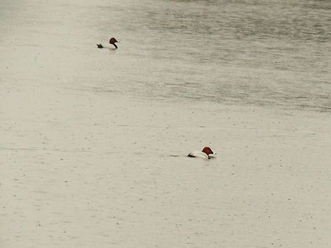 Common pochards You can see the pouring rain in the water. Aythya ferina,Common Pochard,Geotagged,Greece,Lake Kerkini,Spring