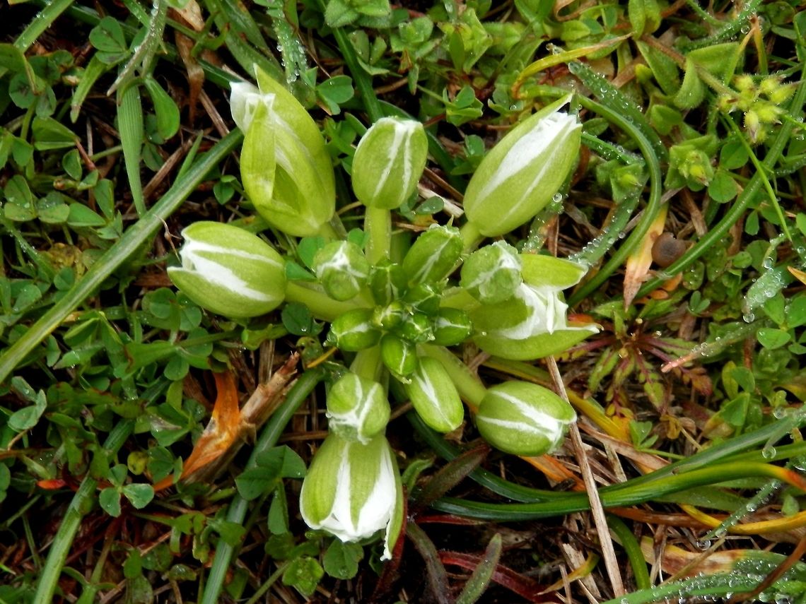 Ornithogalum sigmoideum  Geotagged,Greece,Lake Kerkini,Ornithogalum sigmoideum,Spring