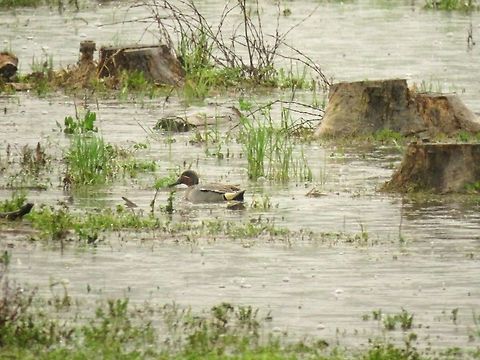 Common teal  Anas crecca,Eurasian Teal,Geotagged,Greece,Lake Kerkini,Spring