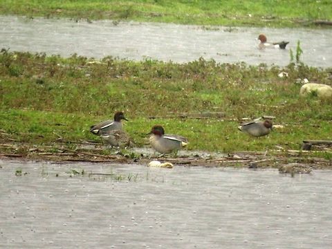 Common teal  Anas crecca,Eurasian Teal,Geotagged,Greece,Lake Kerkini,Spring