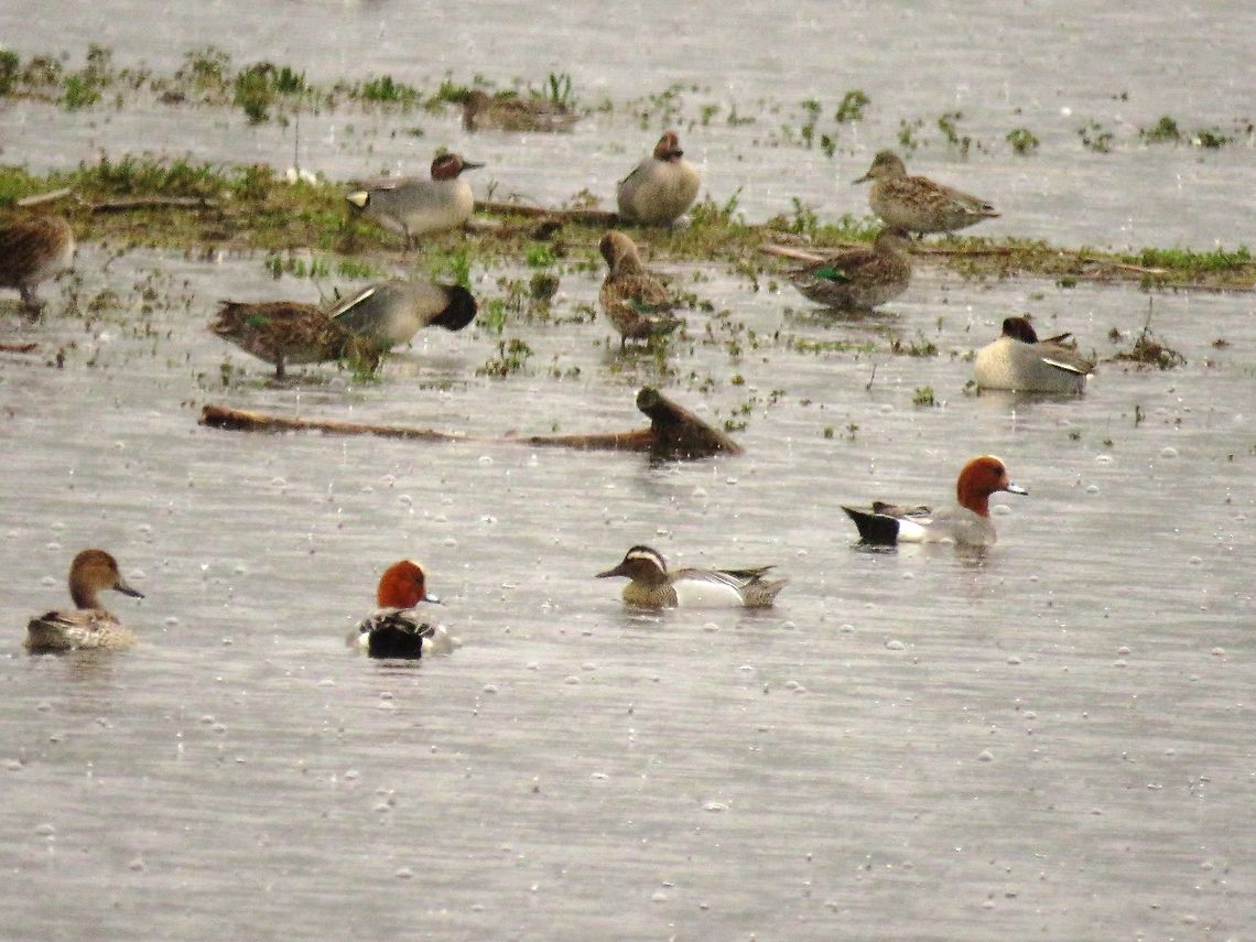 Eurasian widgeon  Anas penelope,Eurasian wigeon,Geotagged,Greece,Lake Kerkini,Mareca penelope,Spring