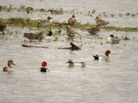 Eurasian widgeon  Anas penelope,Eurasian wigeon,Geotagged,Greece,Lake Kerkini,Mareca penelope,Spring