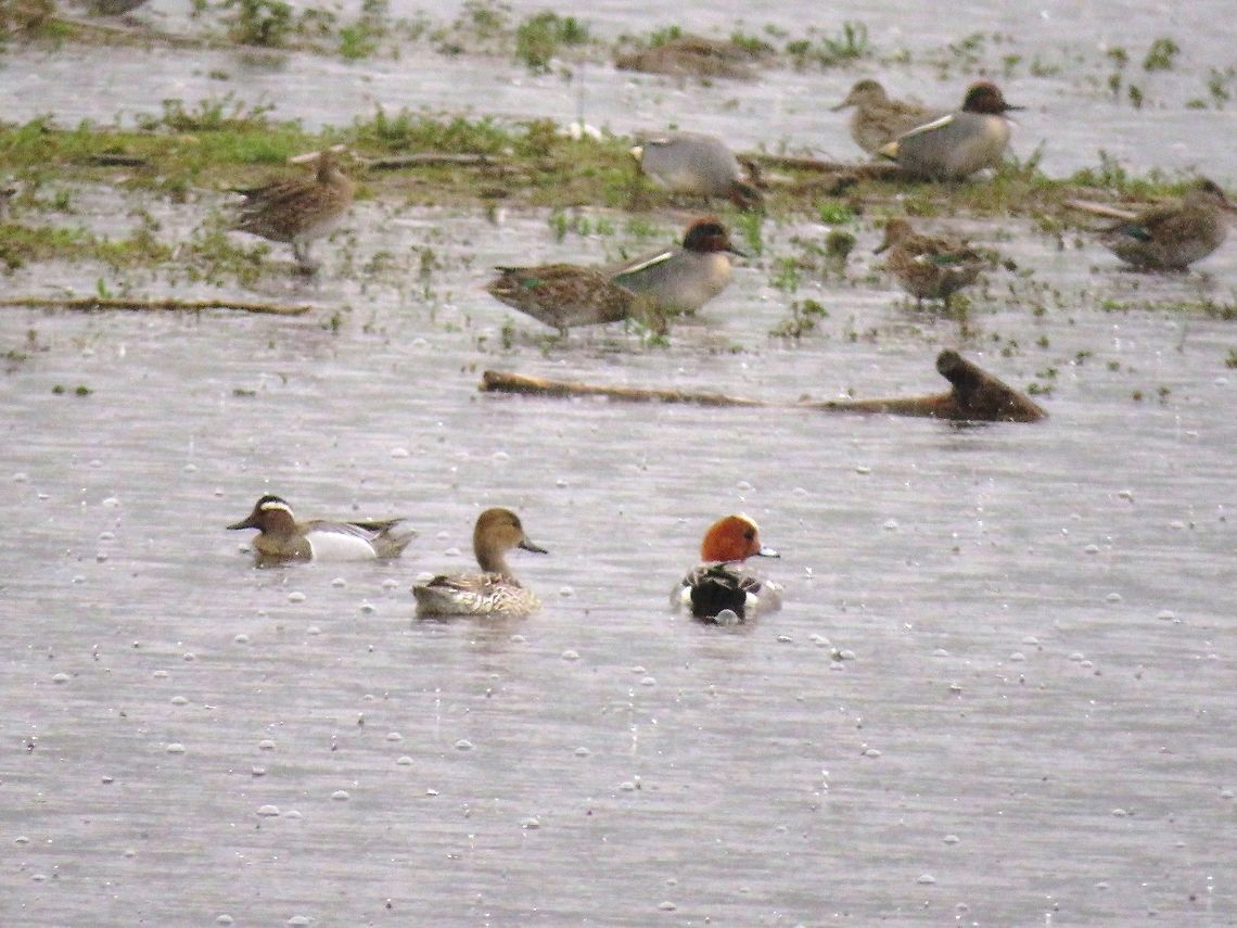 Garganey  Anas querquedula,Garganey,Geotagged,Greece,Lake Kerkini,Spatula querquedula,Spring