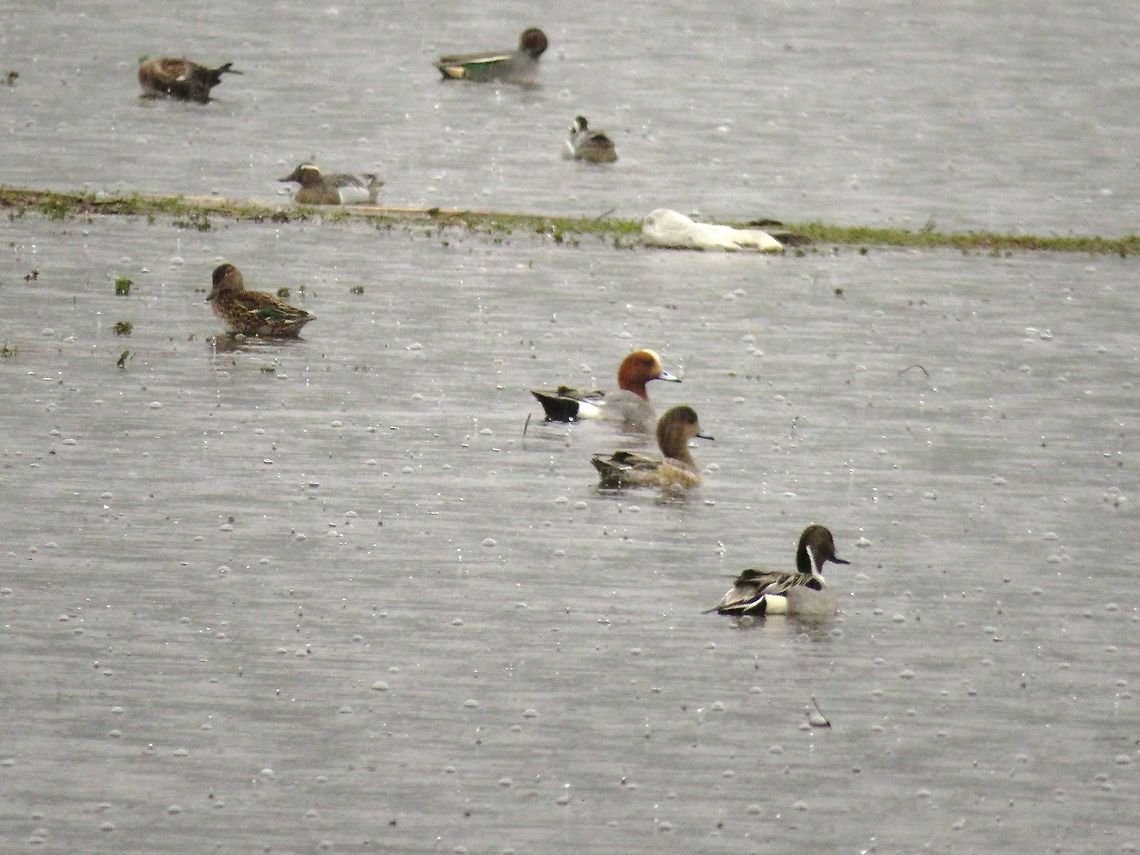 Northern pintail  Anas acuta,Geotagged,Greece,Lake Kerkini,Northern Pintail,Spring
