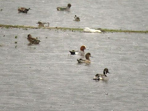 Northern pintail  Anas acuta,Geotagged,Greece,Lake Kerkini,Northern Pintail,Spring
