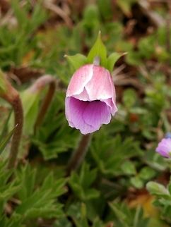 Poppy anemone  Anemone coronaria,Geotagged,Greece,Lake Kerkini,Spanish marigold,Spring