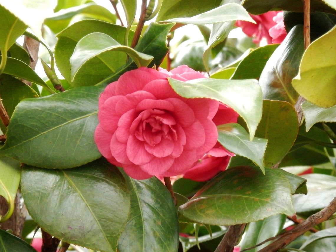 Japanese camellia  Camellia japonica,Geotagged,Greece,Japanese Camellia,Spring