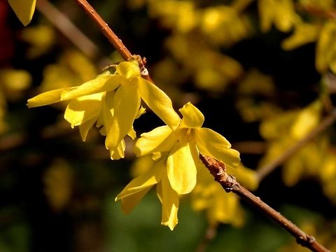Forsythia × intermedia  Bulgaria,Forsythia × intermedia,Geotagged,Spring