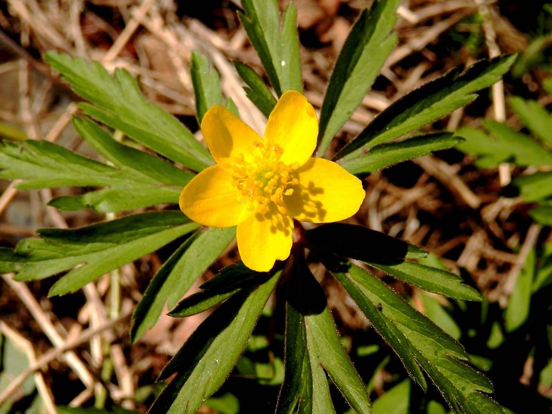 Buttercup Anemone  Anemone ranunculoides,Bulgaria,Geotagged,Spring