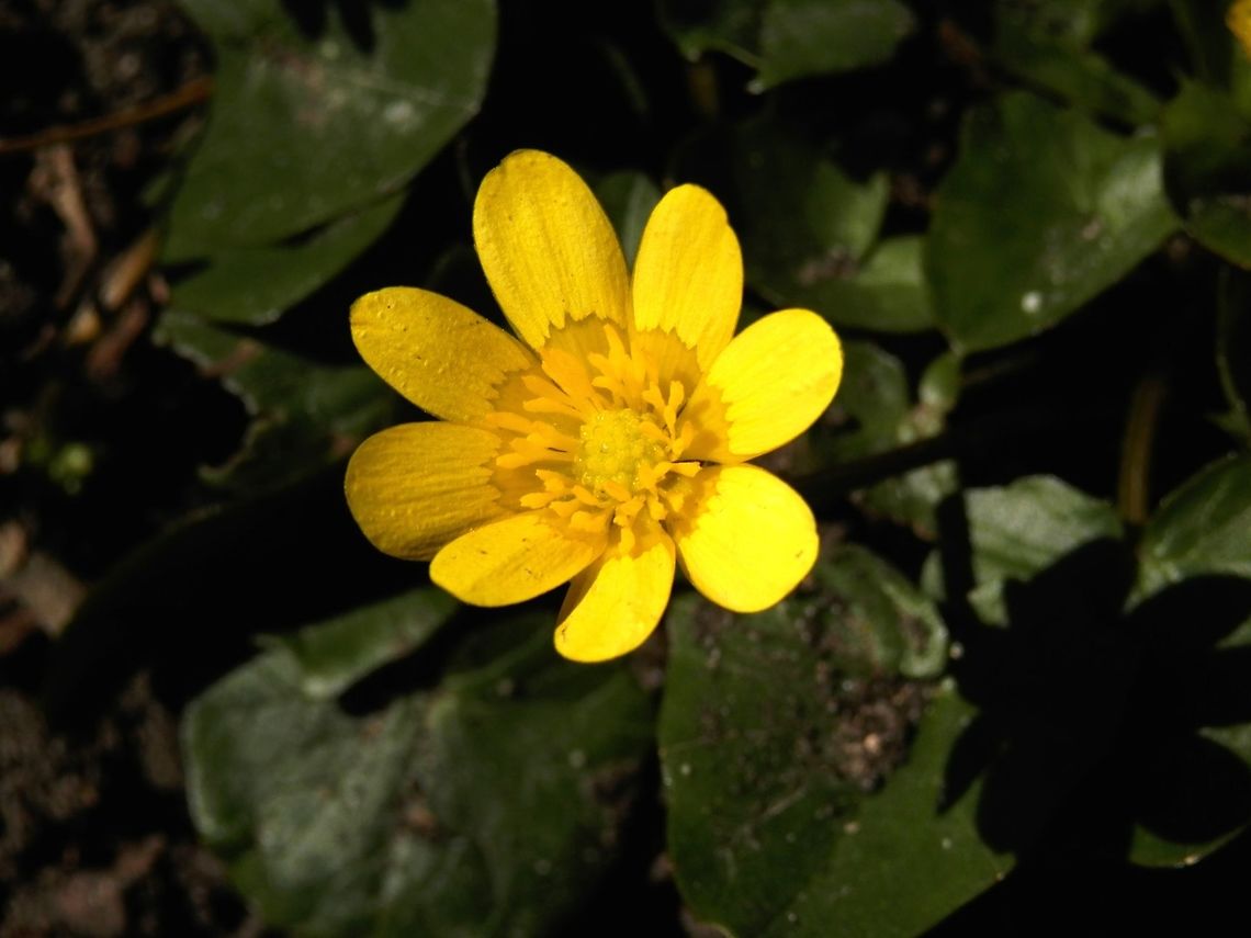 Lesser celandine  Bulgaria,Ficaria verna,Geotagged,Lesser celandine,Ranunculus ficaria,Spring