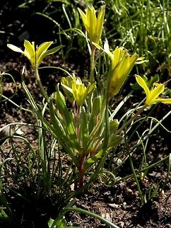 Hairy star of Bethlehem  Bulgaria,Gagea villosa,Geotagged,Spring