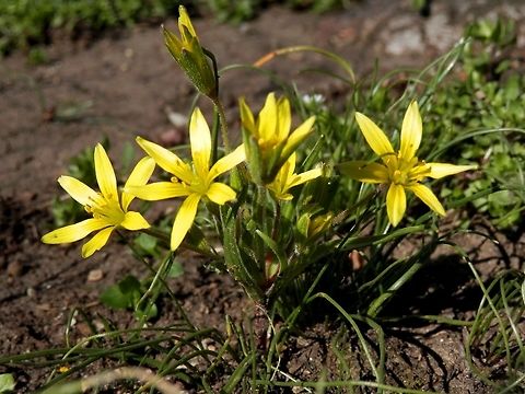 Hairy star of Bethlehem  Bulgaria,Gagea villosa,Geotagged,Spring