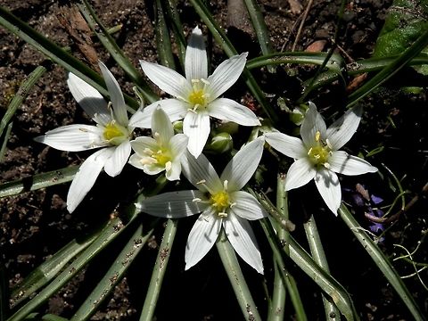 Ornithogalum sigmoideum  Bulgaria,Geotagged,Ornithogalum sigmoideum,Spring