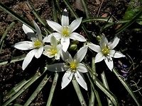 Ornithogalum sigmoideum  Bulgaria,Geotagged,Ornithogalum sigmoideum,Spring