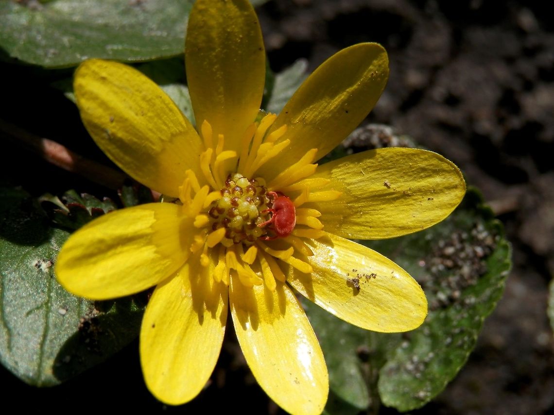 Red velvet mite  Bulgaria,Geotagged,Spring,Trombidium holosericeum