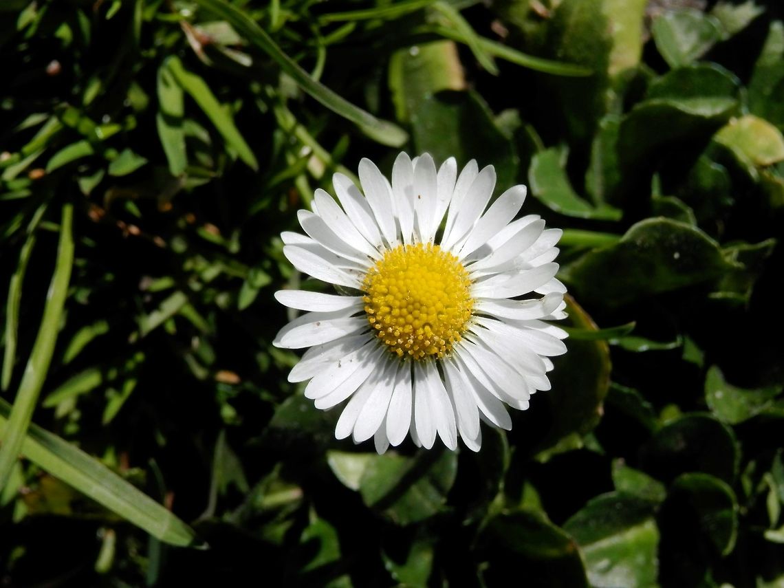 Daisy  Bellis perennis,Bulgaria,Common daisy,Geotagged,Spring