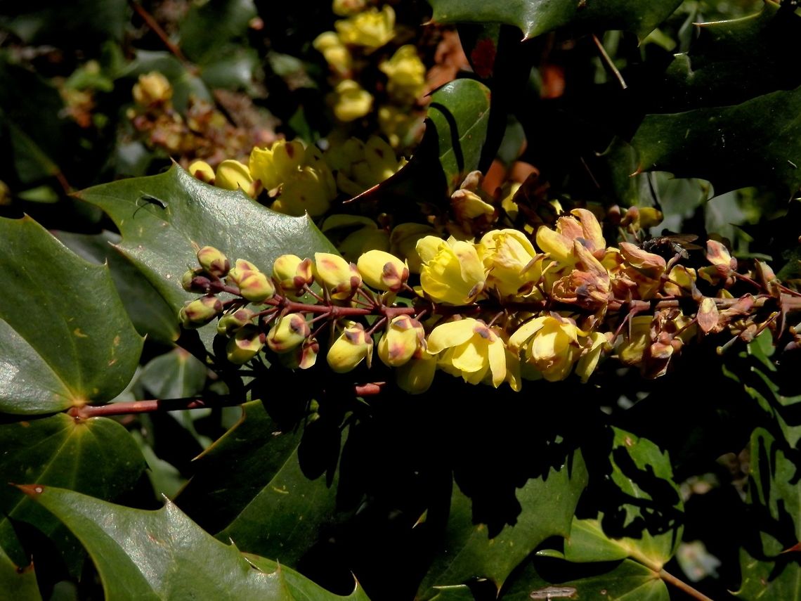 Japanese Mahonia  Bulgaria,Geotagged,Japanese holly-grape,Mahonia japonica,Spring