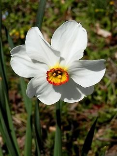 Poet's daffodil  Bulgaria,Geotagged,Narcissus poeticus,Poets Daffodil,Spring