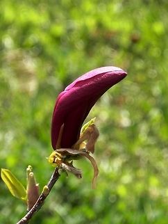 Purple Magnolia  Bulgaria,Geotagged,Magnolia liliiflora,Mulan magnolia,Spring