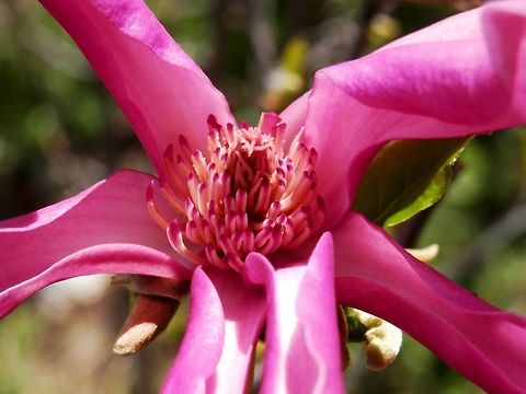 Purple Magnolia  Bulgaria,Geotagged,Magnolia liliiflora,Mulan magnolia,Spring