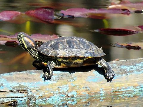 Red-eared slider Red-eared slider in the water lilly pond in the Central park of Sofia known as Borisova gradina. Bulgaria,Geotagged,Red-eared slider,Spring,Trachemys scripta elegans