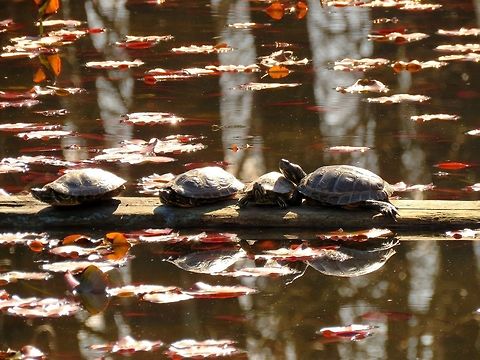 Red-eared slider Red-eared sliders in the water lilly pond in the Central park of Sofia known as Borisova gradina.  Bulgaria,Geotagged,Red-eared slider,Spring,Trachemys scripta elegans