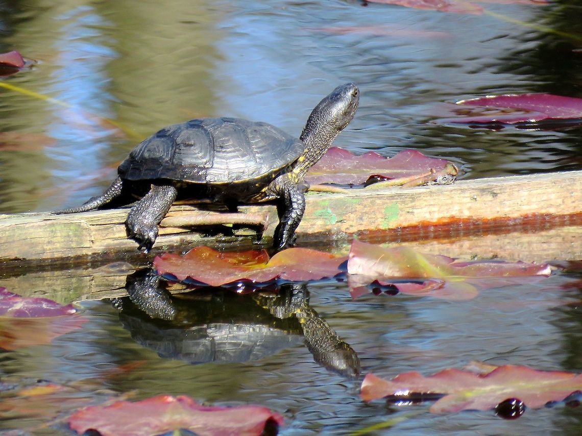 European pond turtle European pond turtle in the water lilly pond in the Central park of Sofia known as Borisova gradina.  Bulgaria,Emys orbicularis,European pond turtle,Geotagged,Spring