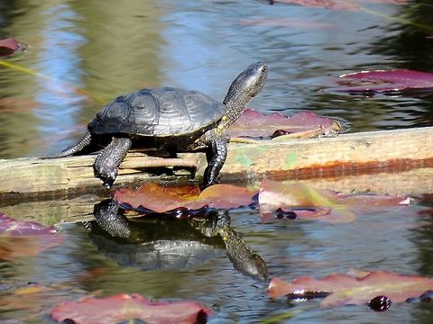 European pond turtle European pond turtle in the water lilly pond in the Central park of Sofia known as Borisova gradina.  Bulgaria,Emys orbicularis,European pond turtle,Geotagged,Spring