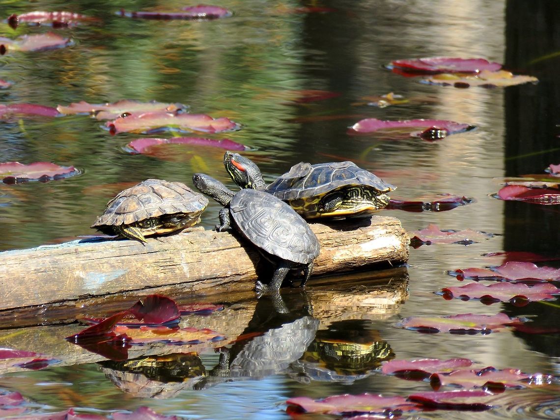 European pond turtle and red-eared sliders European pond turtle and red-eared sliders in the water lilly pond in the Central park of Sofia known as Borisova gradina. Bulgaria,Emys orbicularis,European pond turtle,Geotagged,Spring