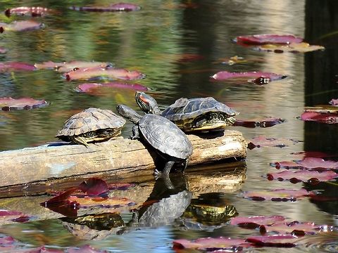 European pond turtle and red-eared sliders European pond turtle and red-eared sliders in the water lilly pond in the Central park of Sofia known as Borisova gradina. Bulgaria,Emys orbicularis,European pond turtle,Geotagged,Spring